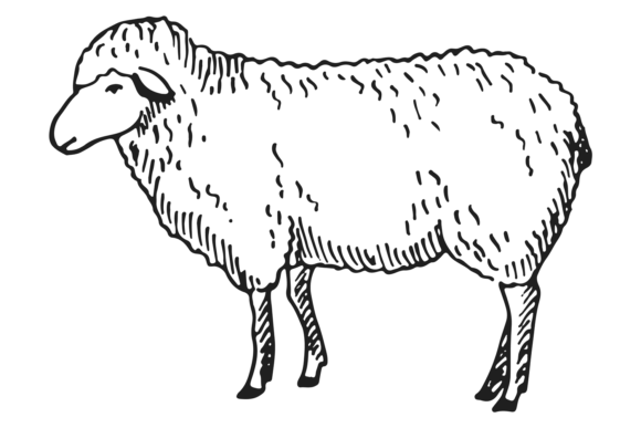 Charming Farm Wool Animal Sketches: A Designer's Guide
